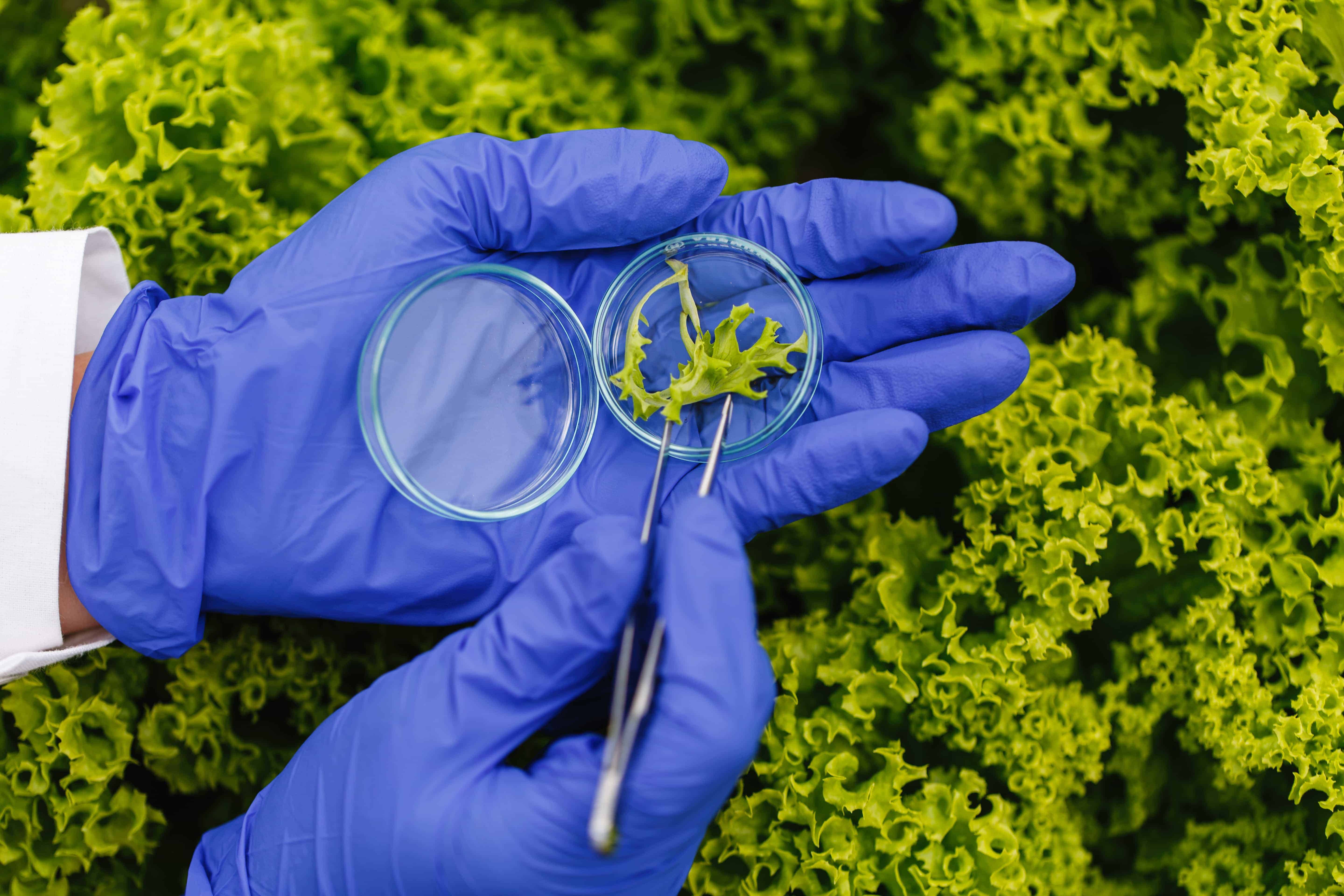 researcher-takes-probe-green-plant-puts-it-petri-dish (1)
