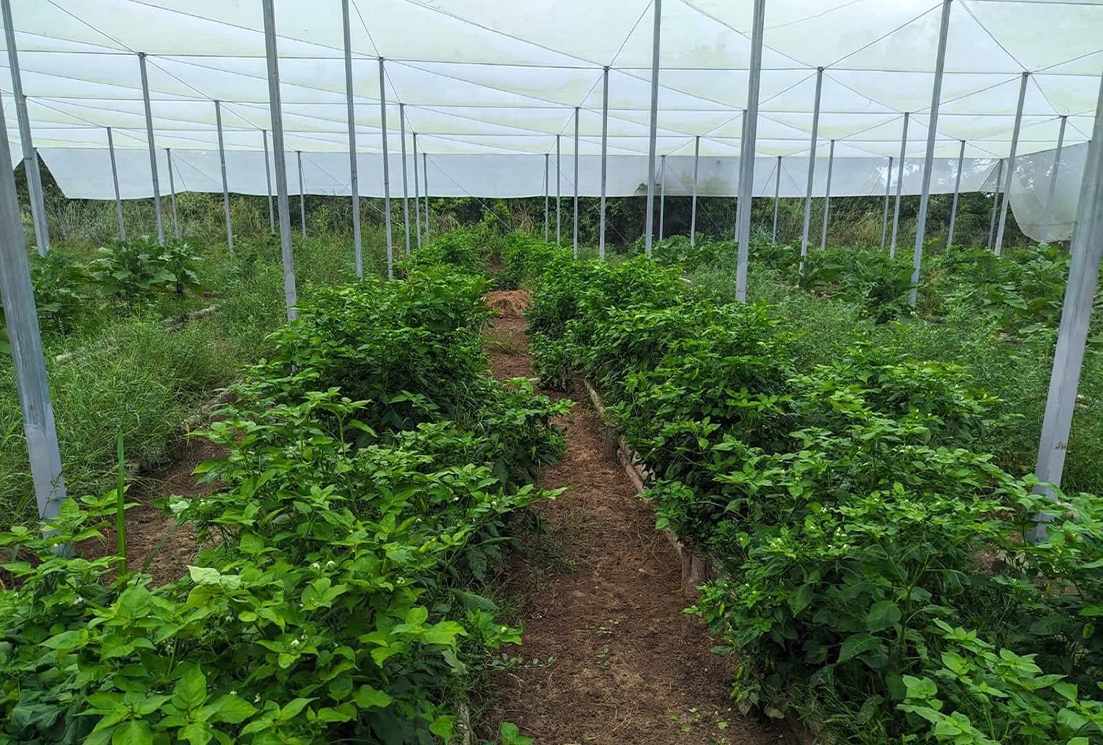 De los bioespacios la habichuela pasa a la mesa campesina, como aliada de la salud en niños y adultos.
