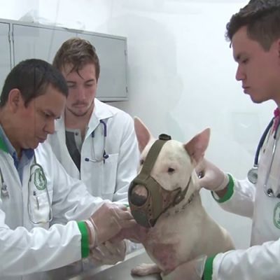 Prograa de Medicina Veterinaria y Zootecnia