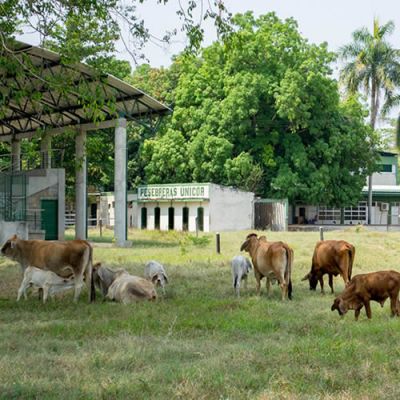 Prograa de Medicina Veterinaria y Zootecnia