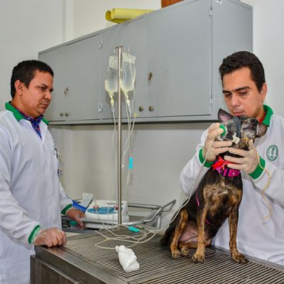 Prograa de Medicina Veterinaria y Zootecnia