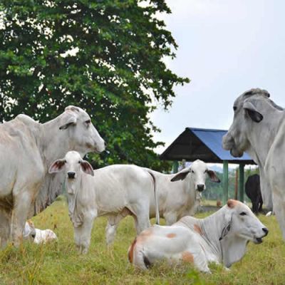 Prograa de Medicina Veterinaria y Zootecnia