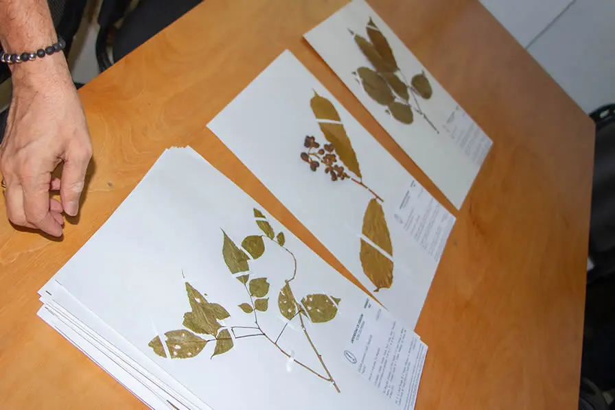 Investigadores, docentes y estudiantes de la Universidad de Córdoba y profesionales de URRÁ participaron en la caracterización de la flora nativa de la Estación Ecológica Las Guartinajas, fortaleciendo el conocimiento y la conservación de la biodiversidad del Alto Sinú.