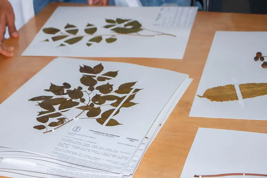 Investigadores, docentes y estudiantes de la Universidad de Córdoba y profesionales de URRÁ participaron en la caracterización de la flora nativa de la Estación Ecológica Las Guartinajas, fortaleciendo el conocimiento y la conservación de la biodiversidad del Alto Sinú.