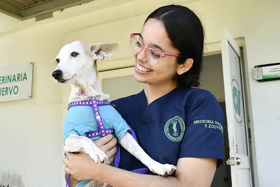 La cirugía se hace en la clínica de Unicórdoba, para animales de compañía.